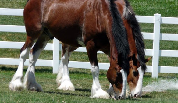 Drury Inn Amp Suites St Louis Fenton Drury Hotels