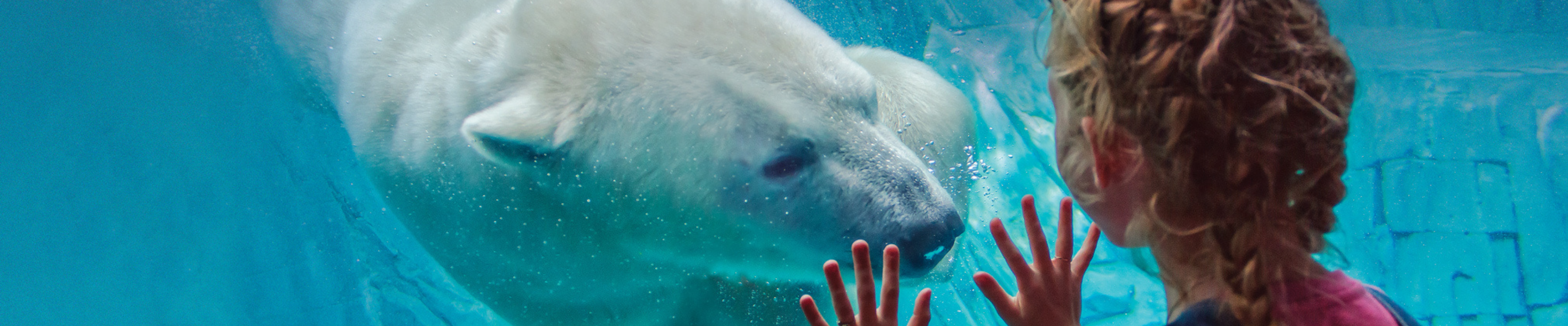 Drury Hotels Packages - St. Louis Zoo Photo by Roger Brandt