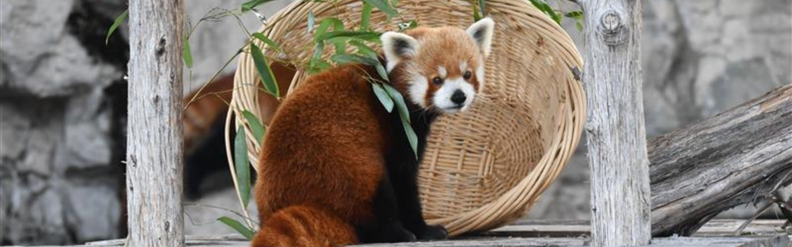 St. Louis Zoo